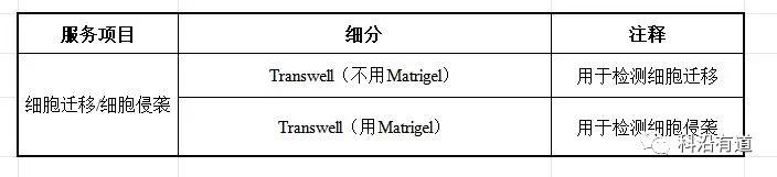 细胞迁移及侵袭