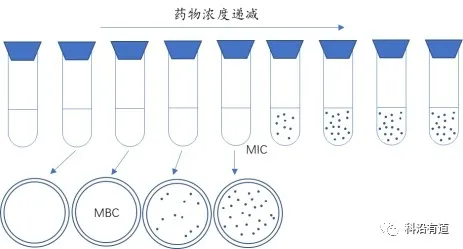 药物类抑菌实验