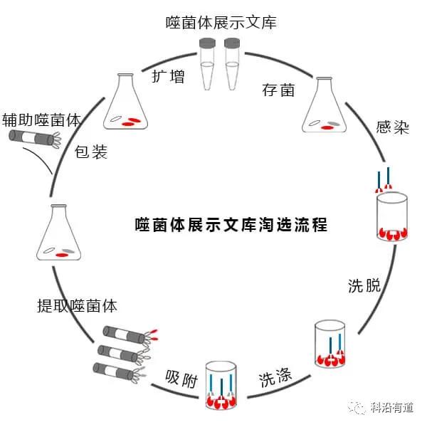 噬菌体展示技术简介
