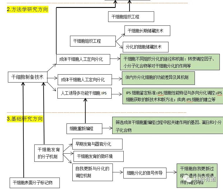 干细胞研究简介