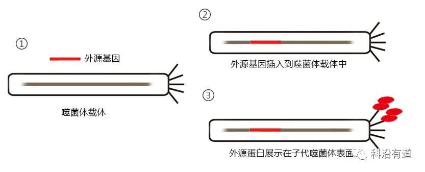 噬菌体展示技术简介
