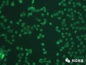 细胞培养常见问题及解决方法