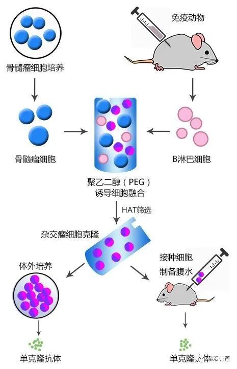 杂交瘤制备单克隆抗体实验流程