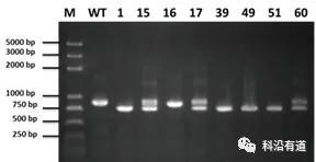 CRISPR/Cas9编辑载体技术服务简介