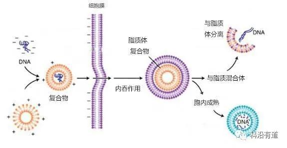 瞬时转染原理及实验步骤