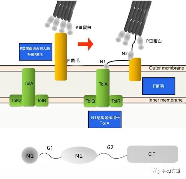 常见噬菌体展示系统简介