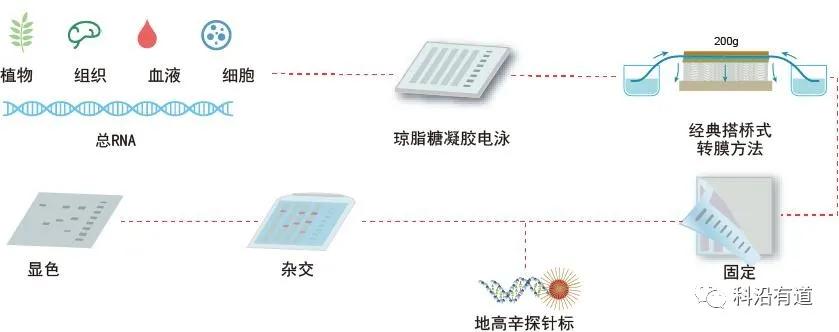 Northern Blot印迹杂交技术服务简介