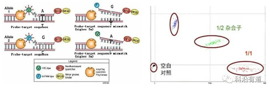 SNP分型常用方法如何选择?