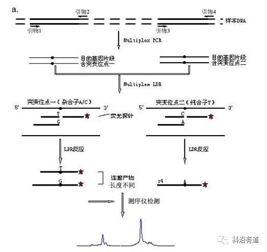 SNP分型常用方法如何选择?