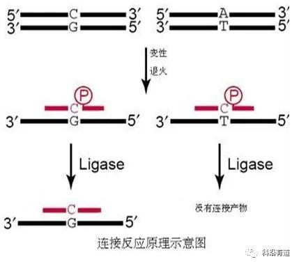 SNP分型常用方法如何选择?