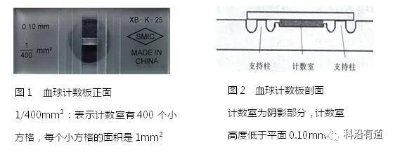 瞬时转染原理及实验步骤