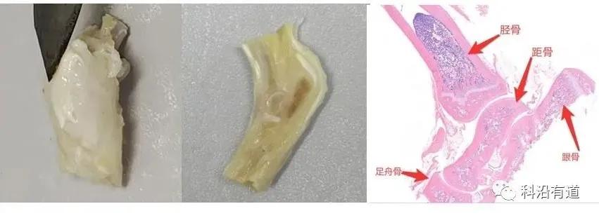 骨组织常见部位取材选择