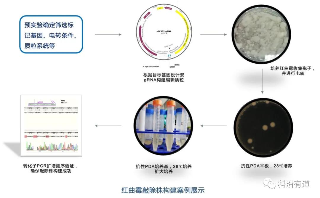 真菌基因编辑介绍