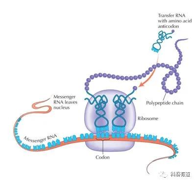 密码子、mRNA结构及基因表达优化