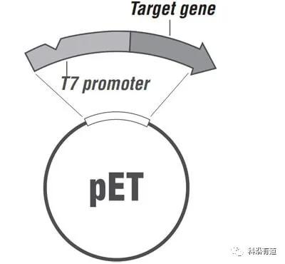 密码子、mRNA结构及基因表达优化